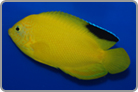 Blackfin Angelfish